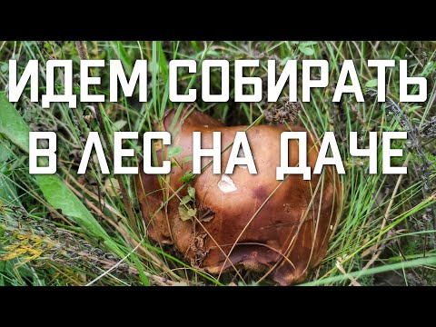 Видео: Есть ли грибы сейчас в Подмосковье идем собирать в лес на даче