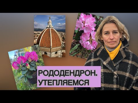 Видео: РОДОДЕНДРОН УКРЫТИЕ