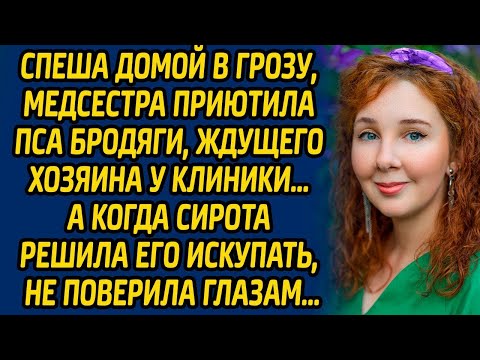 Видео: Спеша домой в грозу, медсестра приютила пса бродяги, ждущего хозяина у клиники, а когда сирота...