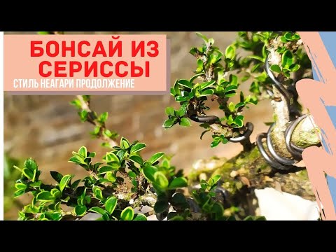 Видео: Бонсай из сериссы в стиле Неагари (Neagari). Продолжение трансформации бонсай!