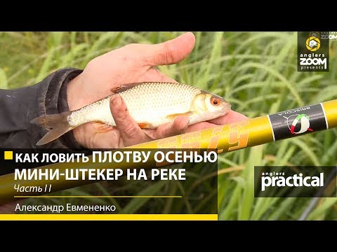 Видео: Как ловить ПЛОТВУ ОСЕНЬЮ. Мини-штекер и маховая на реке. Часть 2. А. Евмененко. Anglers Practical