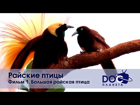 Видео: Райские птицы - Эпизод 1. Большая райская птица - Документальный фильм