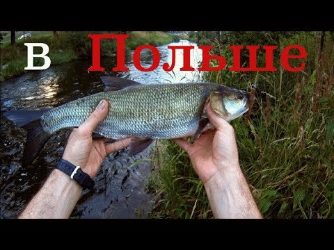 Видео: Незабываемая рыбалка в Польше. Гданьск. Река Радуния.