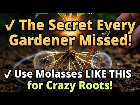 Видео: Хватит тратить патоку! Сделайте это для невероятного роста корней и супер-заряда растений