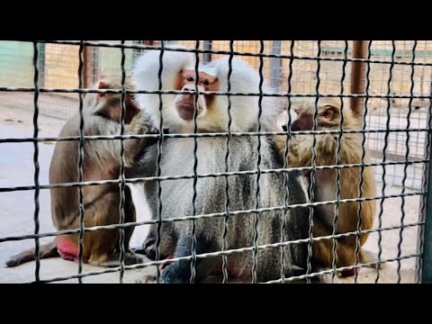 Видео: Люська ПОКОРИЛА Елисея! Насколько он добр и лоялен к ней НАДО ВИДЕТЬ!