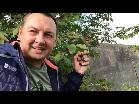 Видео: НЕ МОГУ ЖИТЬ БЕЗ ДЕРЕВНИ - АВСТРИЯ