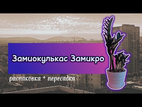 Видео: Замиокулькас Замикро 🌿