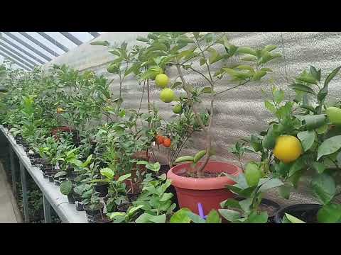 Видео: Гілки жировики на цитрусах 