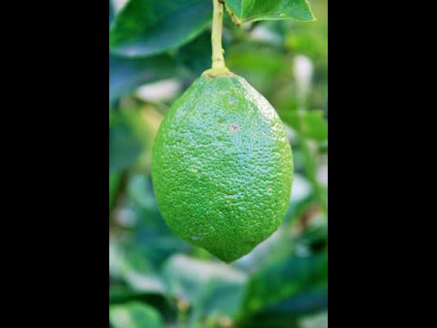 Видео: Лимон каламча уй шароитида Limon kalamcha uy sharoitida