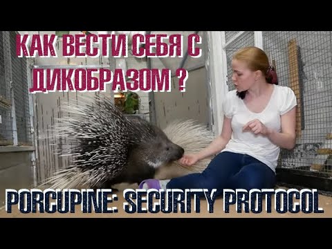 Видео: Техника безопасности: Дикобраз. Porсupine: safety protocol.