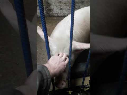 Видео: бункерная кормушка, размеры,ошибка, исправления. мысли о нипельных поилках, планы на будушее.