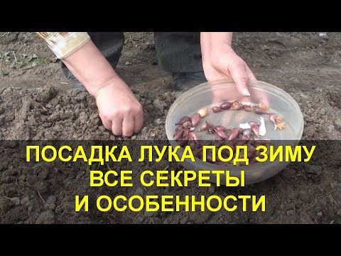 Видео: ПОСАДКА ЛУКА ПОД ЗИМУ СЕКРЕТЫ И ПРЕИМУЩЕСТВА