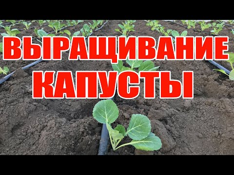 Видео: Рассада капусты для раннего урожая !  Выращивание капусты в открытом грунте