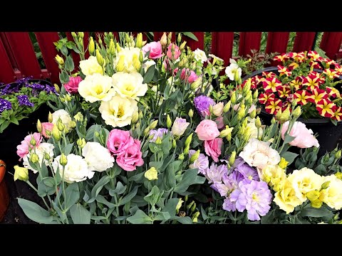 Видео: ЭУСТОМА любит эти 5 вещей! ЖАЛЕЮ, что РАНЬШЕ об этом не знала! Цветет как не в себя!