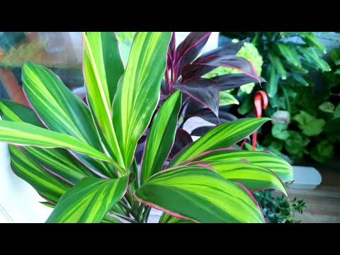 Видео: 🌿Мои Цветочные Новинки за Лето🪴⚘(Насчитала 14, но это не точно🙈)🐹