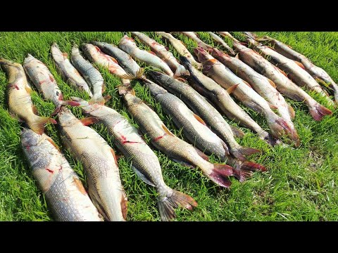 Видео: Попали на бешеный жор щуки! Такое бывает раз в жизни!