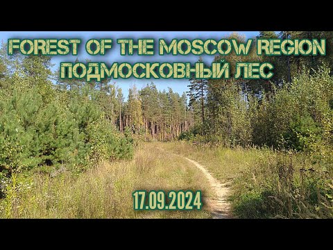 Видео: Прогулка в подмосковном лесу #15, от садового товарищества Урожай к ж. д. 🛤️ и обратно  17.09.2024