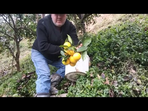 Видео: Как в Грузии собирают АПЕЛЬСИНЫ к НОВОГОДНЕМУ СТОЛУ
