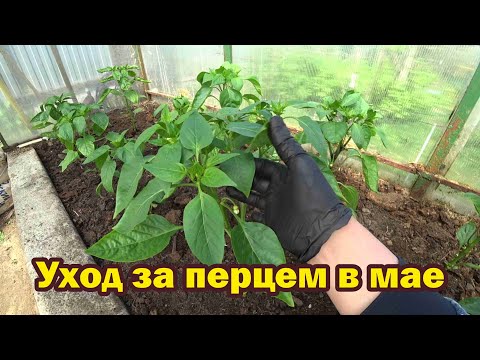 Видео: Работы с перцем: прополка, пасынкование, мульчирование