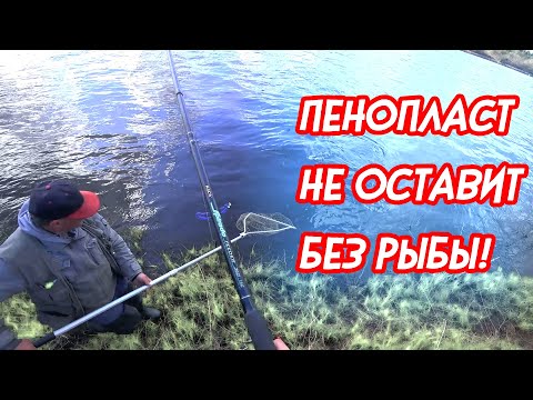 Видео: Ловля на Фидер.Западная Двина РБ.Пес поет песни.