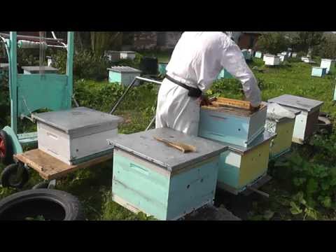 Видео: метод Цебро работа 19