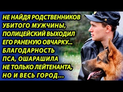 Видео: Полицейский приютил овчарку погибшего хозяина и то, что потом совершил пес, шокировало весь город