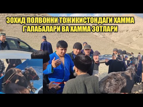 Видео: ЗОХИД ПОЛВОН ТОЖИКИСТОНДА УЧ ПОЛВОННИ БОСГАНИ ВА ХАММА ЮТГАН СОВРИНЛАРИ.23.01.22