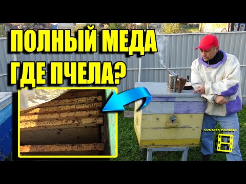 Видео: СЛЕТ ПЧЕЛ ОСЕНЬЮ. ПОЧЕМУ УЛЕТАЮТ ПЧЕЛЫ ОСЕНЬЮ? ИСЧЕЗНОВЕНИЕ ПЧЕЛ. ПЧЕЛОВОДСТВО ДЛЯ НАЧИНАЮЩИХ