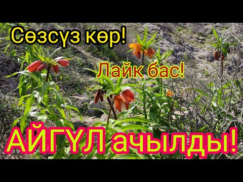 Видео: Дүйнө эли суктанган АЙГҮЛ гүлү кандай АЧЫЛДЫ  |  Тез Кабардан көрүңүз