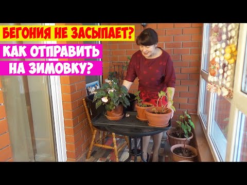 Видео: Как отправить БЕГОНИЮ на ПОКОЙ? Как зимуют 1-годки? А как 2, 3-летки? Как обрезать бегонию на зиму?