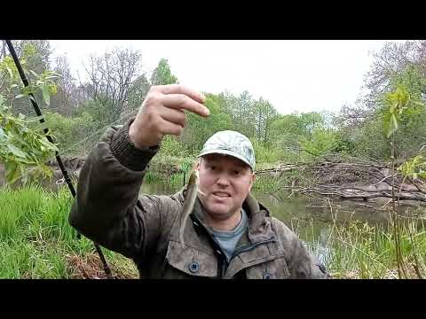Видео: Знакомство с рекой Птичь(часть 2)холодный май/и как подобрать ключик к местной рыбе?🤔