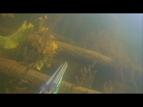 Видео: ПОДВОДНАЯ ОХОТА В КОРЯЖНИКЕ на малых реках с арбалетом