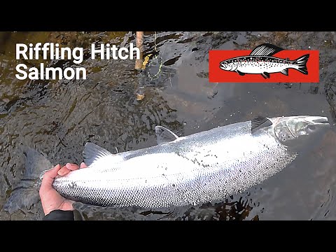 Видео: Riffling Hitch против лосося: как я вытащил 8-килограммового монстра из порога на одноручник