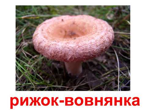 Видео: Гриби. 1 клас.