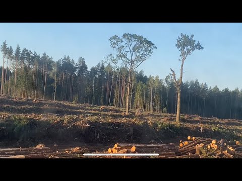 Видео: Большая делянка по бурелому . 