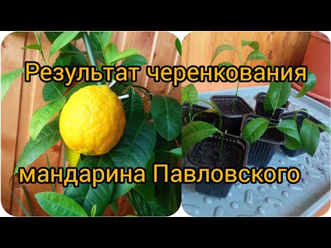 Видео: Мандарин Павловский, результат черенкования.