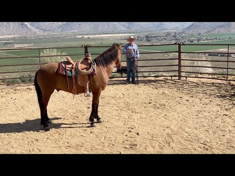 Видео: Укрепление уверенности в лошади и всаднике