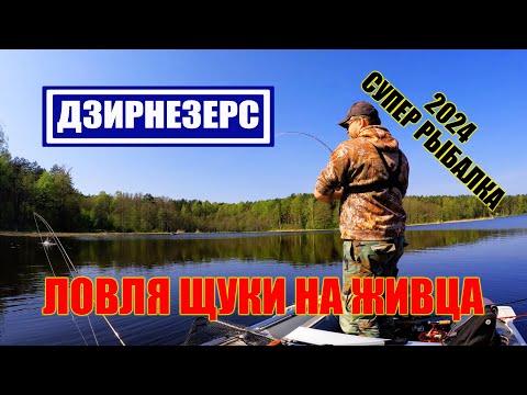 Видео: ЛОВЛЯ ЩУКИ НА ЖИВЦА | ОТКРЫТИЕ СЕЗОНА 2024
