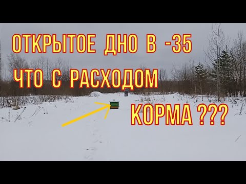 Видео: Зимовка пчёл на сетчатом дне. Слабонервным не смотреть. Январские морозы и расход корма.