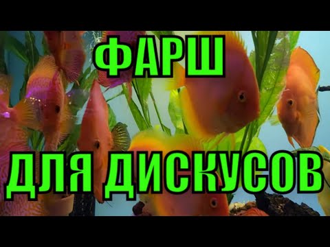 Видео: Весь процесс приготовления фарша для дискусов.