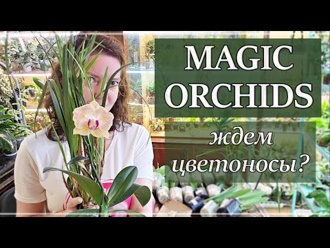 Видео: Большая Посылка ДОБРА И ЛУКА от Magic Orchids. Закрываем Сезон?