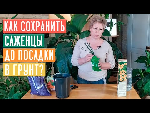 Видео: СЕЗОН 2020: РАННЯЯ ПОКУПКА САЖЕНЦЕВ РОЗ! На что обратить внимание? ПРАВИЛЬНОЕ ХРАНЕНИЕ / Садовый гид