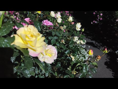 Видео: 27 сентября. Последний обзор цветущего розария. Западная Сибирь.