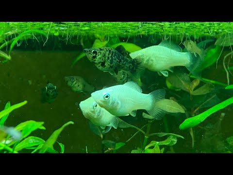 Видео: Кормление живородки чем и как ? Гуппи пецилия молли меченосцы