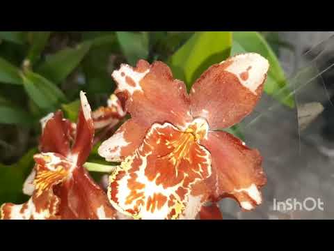 Видео: Обзор орхидей "На Атарбекова"//01.11.24//