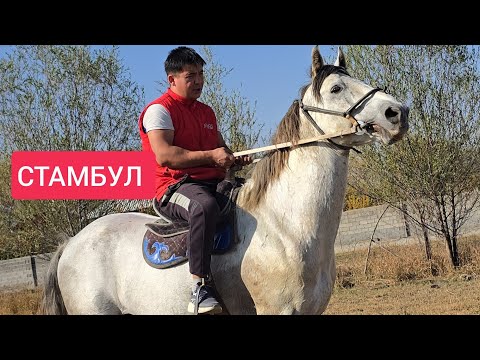 Видео: СТАМБУЛ   Сатууга Чыкты Алганга Жетишип Калгыла тез арада 