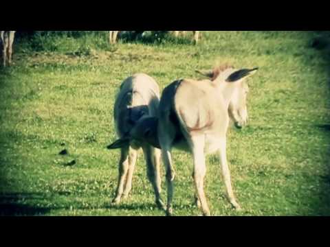 Видео: Научно-популярный фильм "Специальный природный резерват Засавица" трейлер