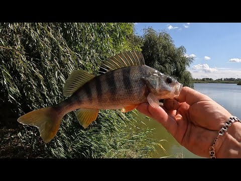 Видео: Рыбалка в сентябре на Понуре! Боковой кивок + живец!