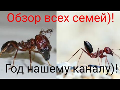 Видео: Обзор всех моих семей! Уже год нашему каналу)!!!