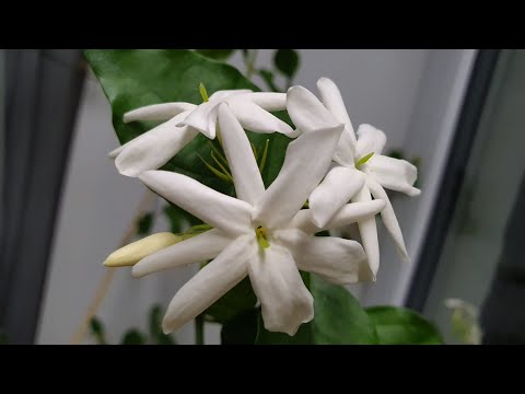 Видео: ЖАСМИН 🌱 САМБАК 🦢 ЦВЕТЁТ